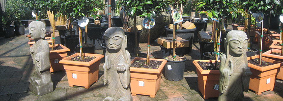 Landscaping Features Dorodong